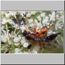 Apechthis compunctor - Schlupfwespe w02a 14mm - OS-Hellern Wiese det06.jpg